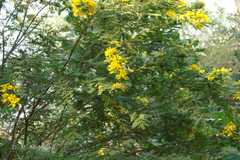 Senna multijuga